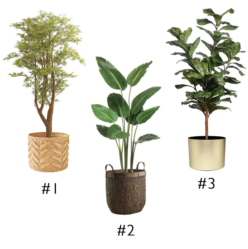 floor-plants-swp