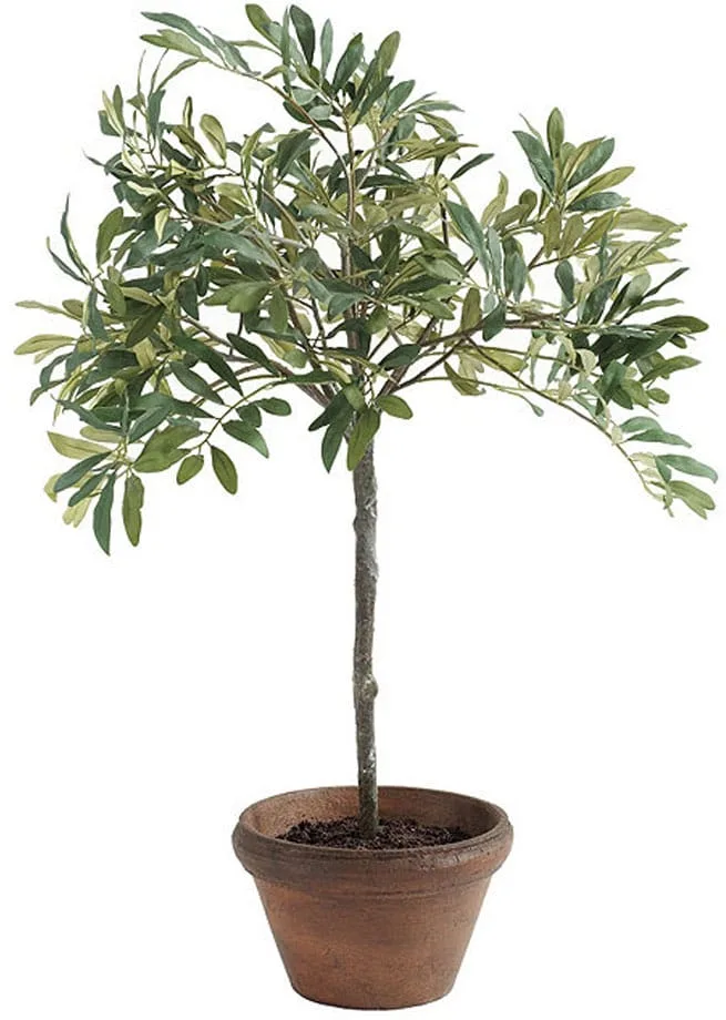 Olive Topiary