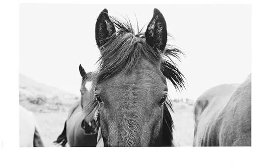 Horse Print