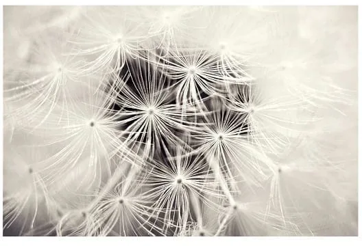 Dandelion Print