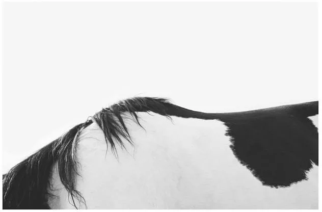 Horseback Print