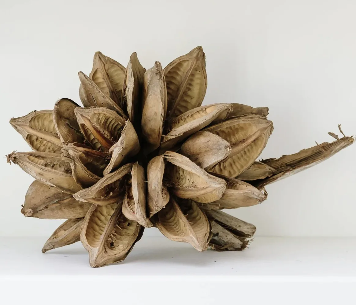 South African Seed Pod, Dark