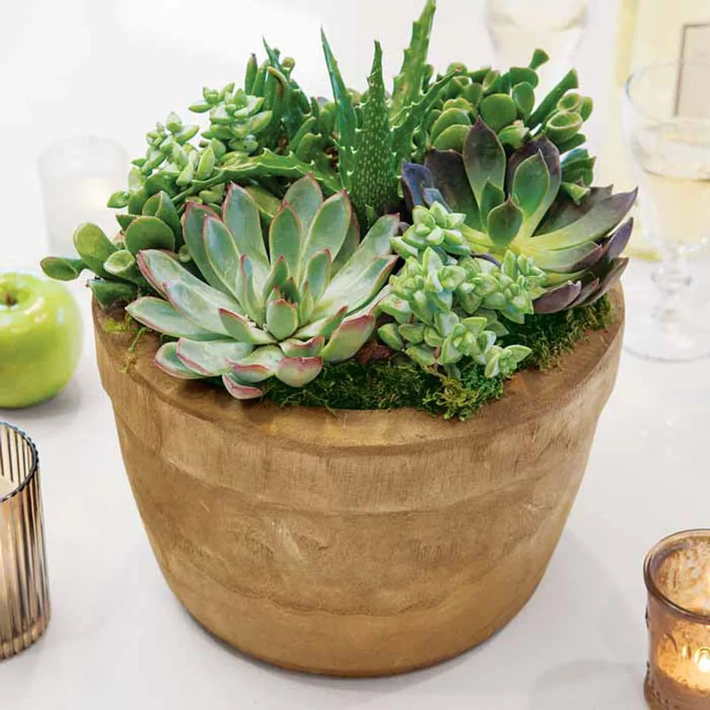 Woodridge Succulent