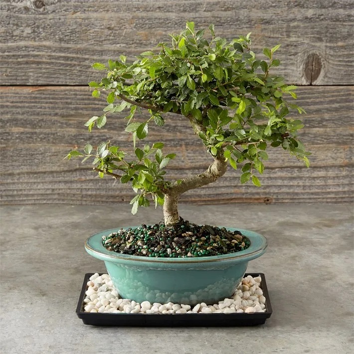 PLANTS: design detail 2