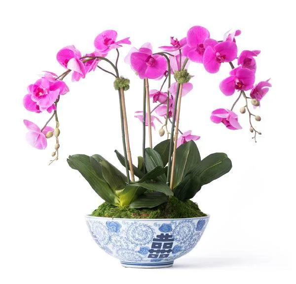 PLANTS: design detail 3