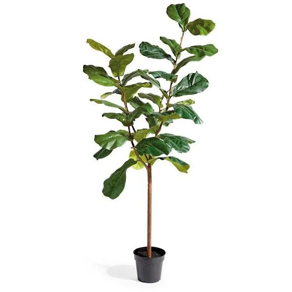FIDDLE LEAF FIG TREE- 7 feet