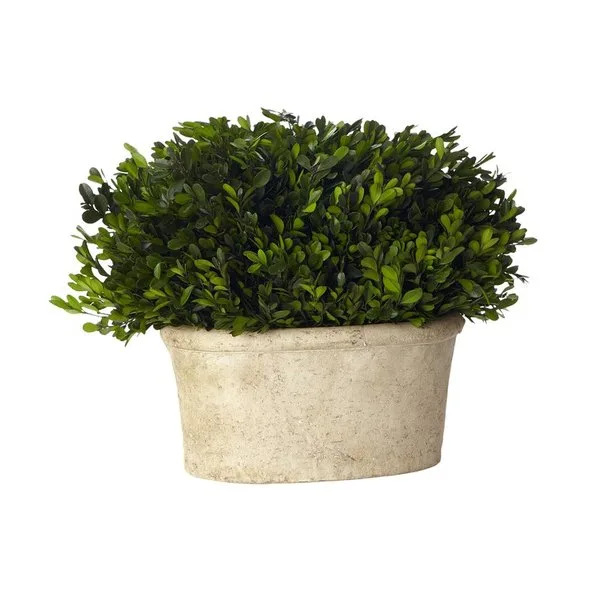 Boxwood Desk Top Plant