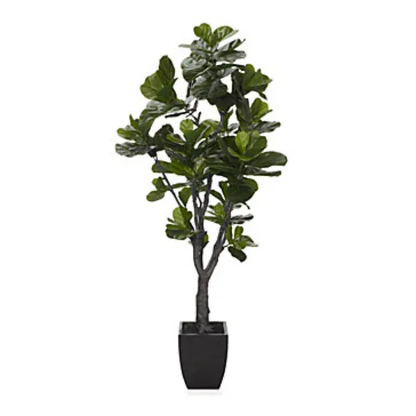 Fiddle Leaf Tree