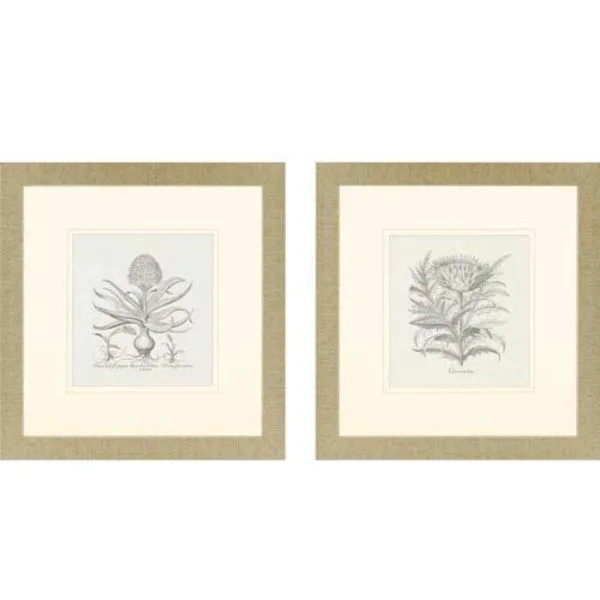 Paragon Hyacinthus/Cinera: 27 x 26 Framed Print, Set of Two