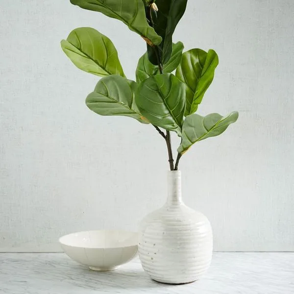 Fiddle Leaf Fig Branch