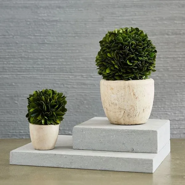 Round Boxwood Trees - Large
