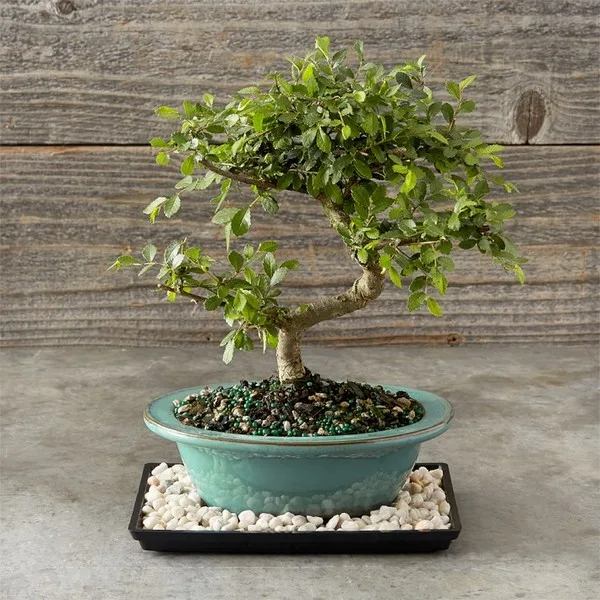 Chinese Elm Bonsai