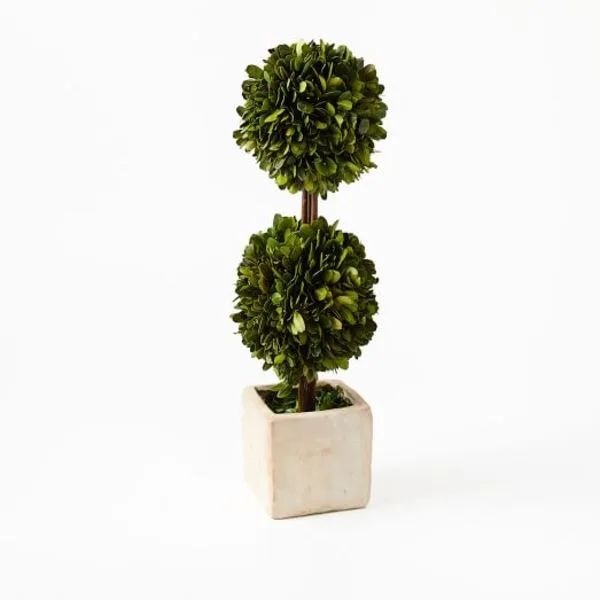 Boxwood Double Topiaries-Large