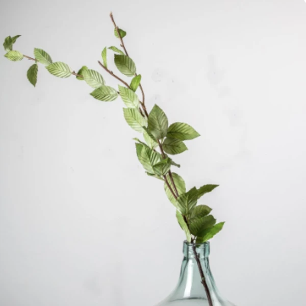 Beech Tree Stem