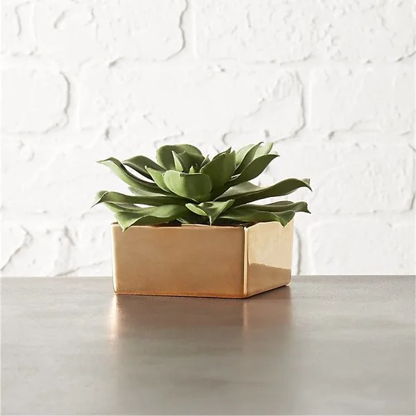 Potted succulent